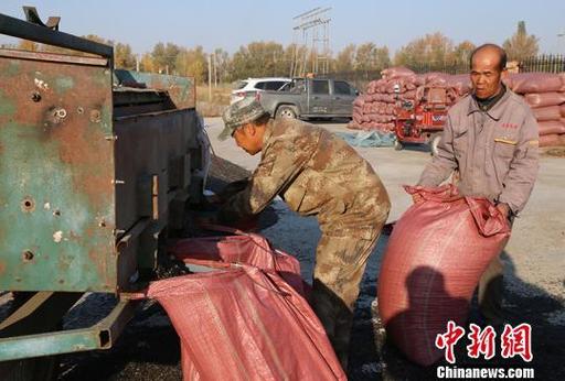 新疆兵团团场农作物全面收获 职工喜迎丰收